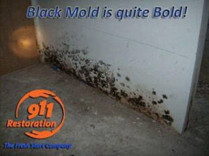 911 Restoration - mold removal -Shippensburg- black mold